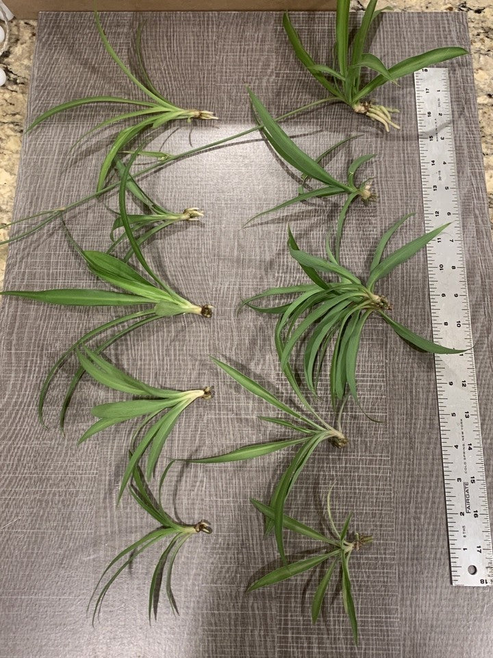Spider Plant 10 Ready to Root Plants Easy Care Cleans Indoor Air