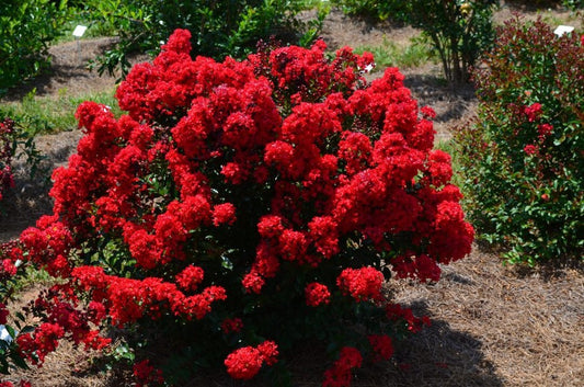 First Editions® Ruffled Red Magic™ Crape myrtle - Live Plant - Full Gallon Pot