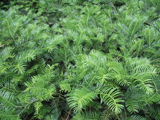 Spreading Japanese Plum Yew (cephalotaxus) - Live Plant - 3 Gallon Pot